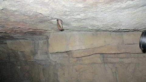 Going Batty! - Queenston-Quarry-Mine-Entry17.jpg