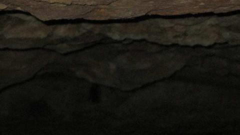 Going Batty! - Queenston-Quarry-Mine-Entry8.jpg