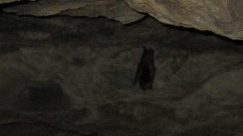 Photo from Going Batty!