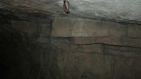 Photo from Going Batty!