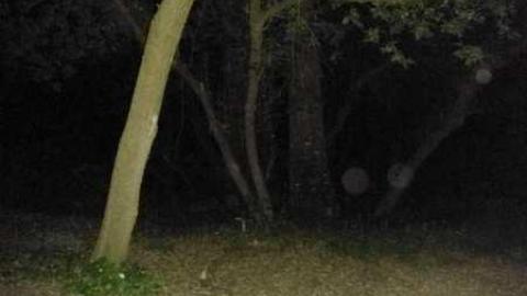 mill at night and forest - German-Woolen-Mill95.jpg