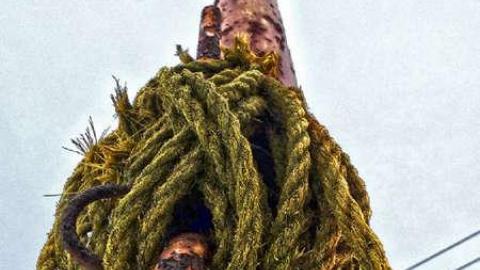 Guard dogs - Nothing-Too-Special1.jpg