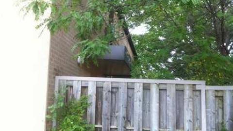 Photo from Rexdale Romp