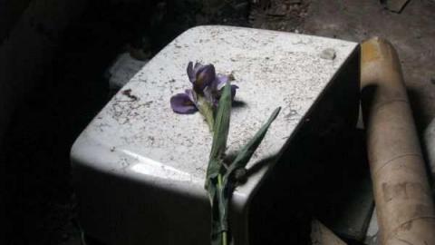 Three in a Row photo 4