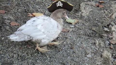 October 2013 - Le-Grande-Hermine-Ghost-Ship115.jpg