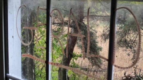 Blue Radical - Norfolk County, Ontario