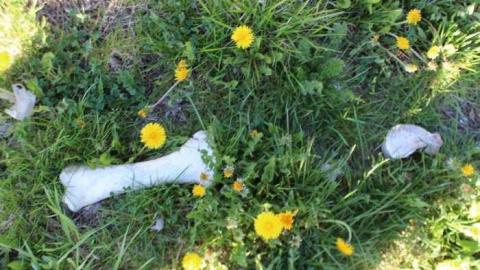 Dougherty's Meats Ltd - IMG_1055.jpg