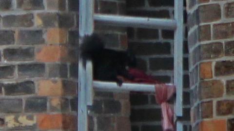 Paris Town Hall 1854 - Wheeler-Needle-Works17.jpg