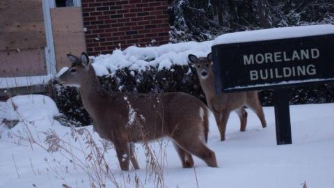 2014  - Hamilton-TB-Sanitorium66.jpg