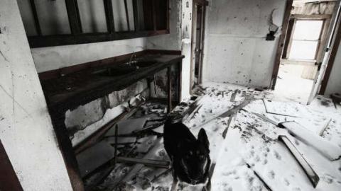 Beware of Dog photo 4