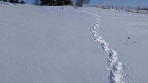 March 2014 - Mountain-Maple120.jpg