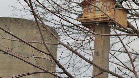 Dog Days Winter 2013 - Maybe-Tomorrow40.jpg