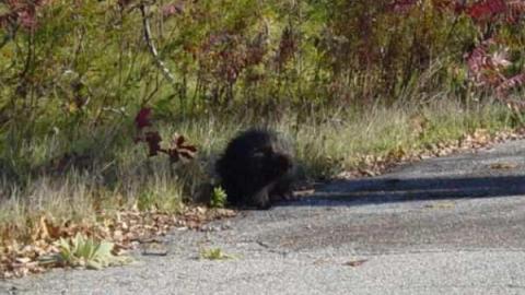 Thatch's Gallery - CFB-Edgar279.jpg