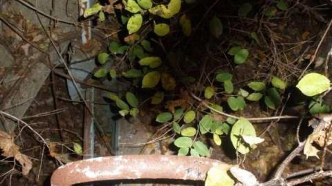 pool - Abandoned-Pool57.jpg