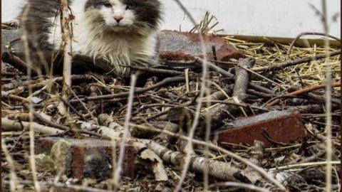 Niagara's Premier Deathtrap photo 5