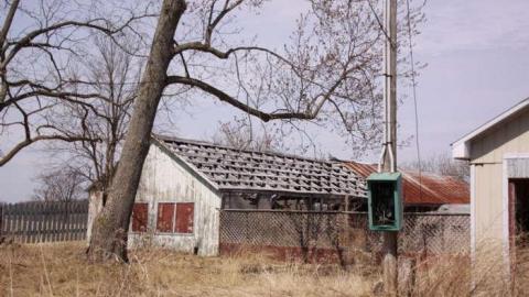 What's the Buzz - Even more Barns.jpg