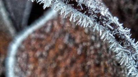 Stay Frosty - 12.jpg