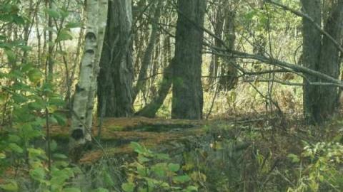 Hunting Massanoga Rattler - Massanoga-(ghost-town)12.jpg