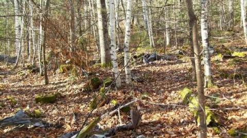 Hunting Massanoga Rattler - Massanoga-(ghost-town)14.jpg