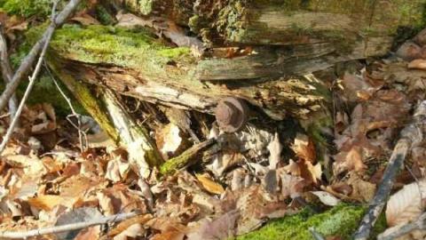 Hunting Massanoga Rattler - Massanoga-(ghost-town)15.jpg