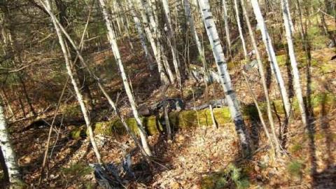 Photo from Hunting Massanoga Rattler