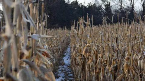 April '14 - Stone-Ruins-Belfountain17.jpg
