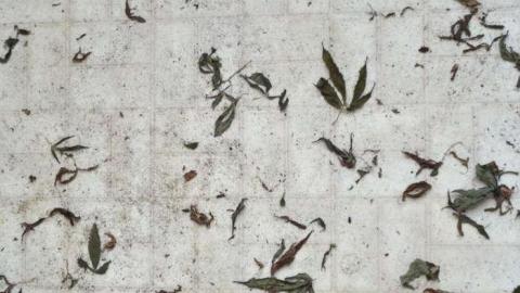 october 2013 - Cedar-Creek-weed-house4.jpg