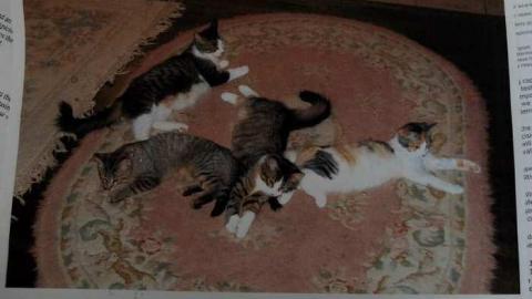 April2014 - Abandoned-Cat-Lady-House73.jpg