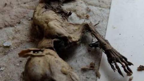 April2014 - Abandoned-Cat-Lady-House79.jpg