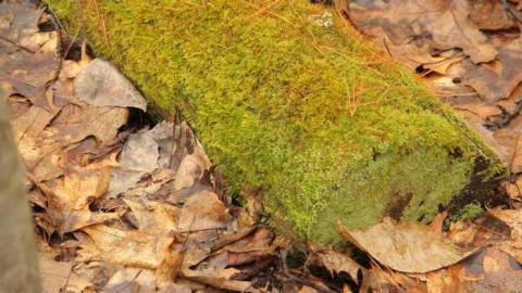 Photo from Fort Willow Spring 2014