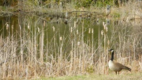 Ghost Horsey - DSCN5751.jpg