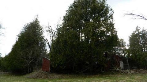 Ghost Horsey - DSCN5757.jpg