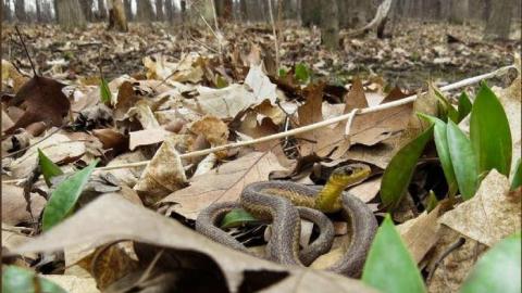 Loyalists Fading - Lime-Kiln-of-the-Loyalists2.jpg