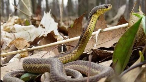 Lime Kiln of the Loyalists photo 5