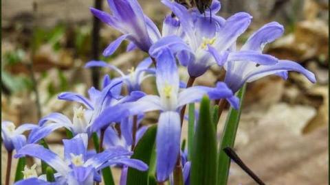 Lime Kiln of the Loyalists photo 2