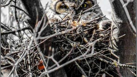 Loyalists Fading - Lime-Kiln-of-the-Loyalists15.jpg