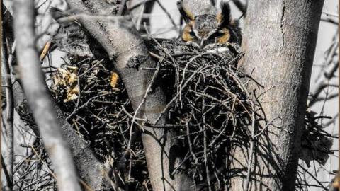 Loyalists Fading - Lime-Kiln-of-the-Loyalists18.jpg