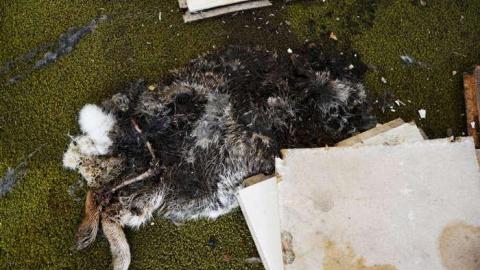 Plug Your Nose - DSC_0498.jpg