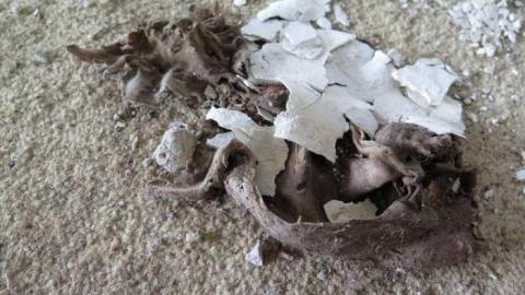 Long Weekend Pleasantries - Boneyard11.jpg