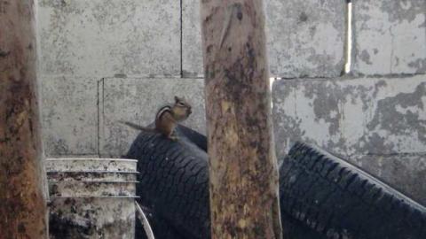 Long Weekend Pleasantries - Boneyard21.jpg