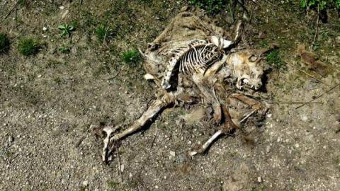 Long Weekend Pleasantries - Boneyard27.jpg