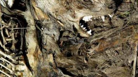 Long Weekend Pleasantries - Boneyard28.jpg