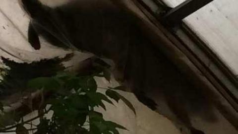 Wicker Man (Terrible Movie) - European-Wicker-Imports157.jpg