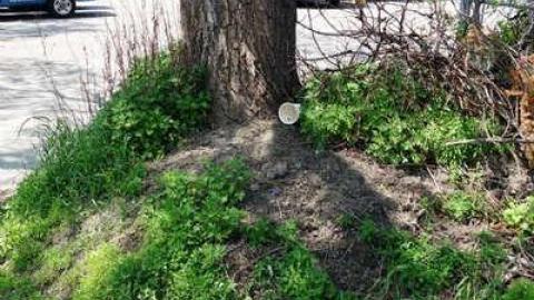 Crazy Walls 2014 - DSC09413.jpg