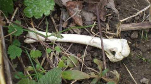 Creepy House -photo set #2 - Woodstock-1940s-House57.jpg