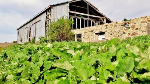 Box of Chocolates - Stone,-Cars,-and-a-Frog24.jpg