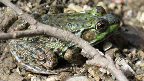 Box of Chocolates - Stone,-Cars,-and-a-Frog51.jpg