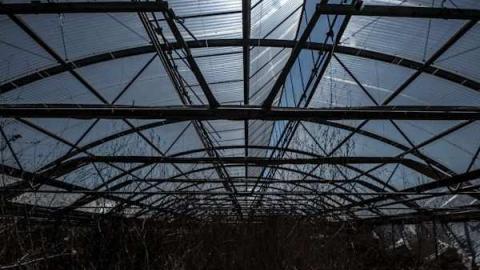 Planting Seeds of Destruction - Reesor-Rd-Greenhouse36.jpg