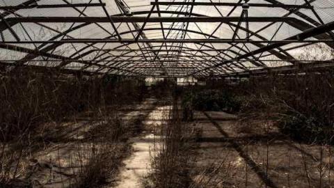 Planting Seeds of Destruction - Reesor-Rd-Greenhouse49.jpg