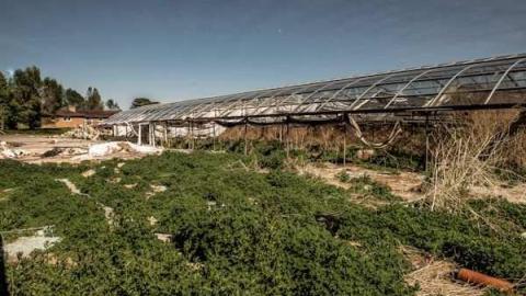 Planting Seeds of Destruction - Reesor-Rd-Greenhouse38.jpg